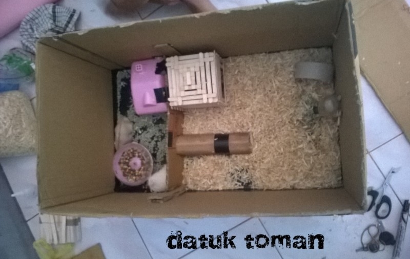 Kandang Hamster Dari Kardus Bekas  DatukToman's Blog